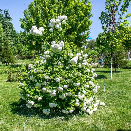 Viorne ou Viburnum Boule de neige 'Roseum' - Image 4