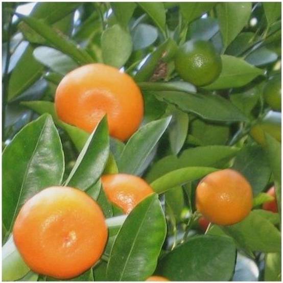Calamondin