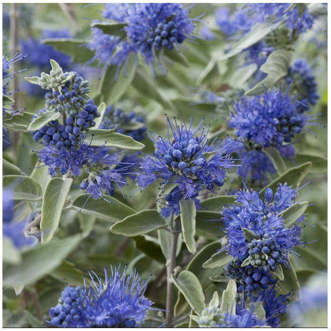 Caryopteris Sterling Silver - Image 2