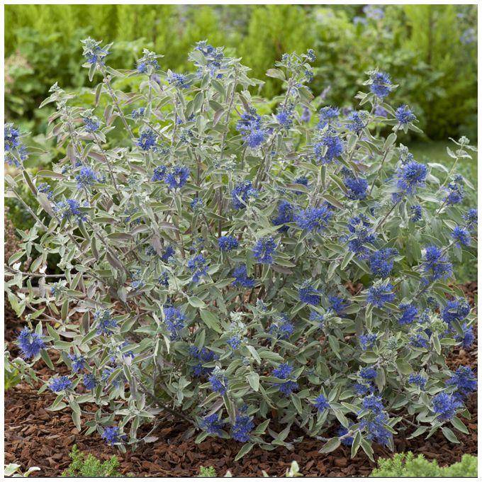 Caryopteris Sterling Silver - Image 1