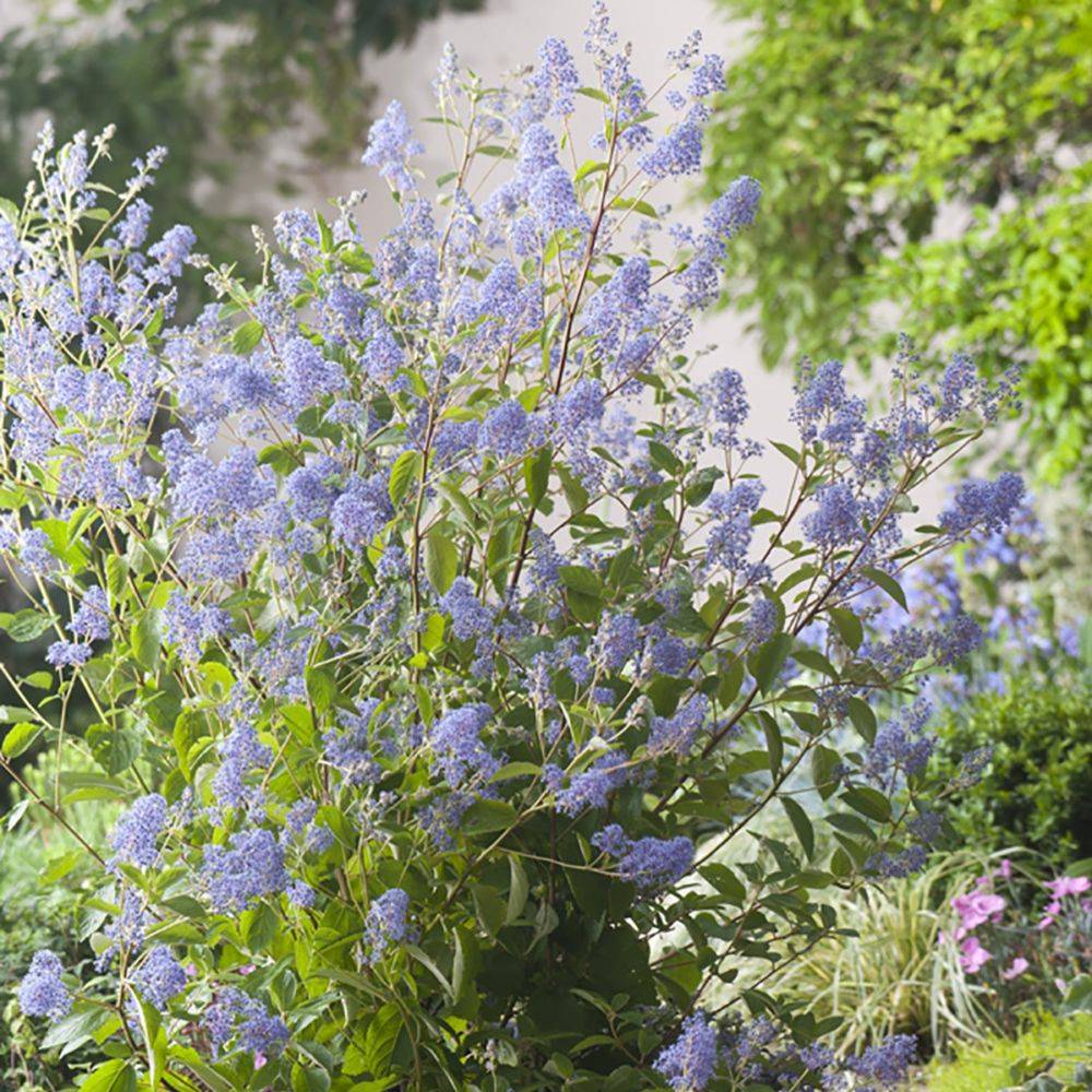 Céanothe 'Gloire de Versailles' - Image 3
