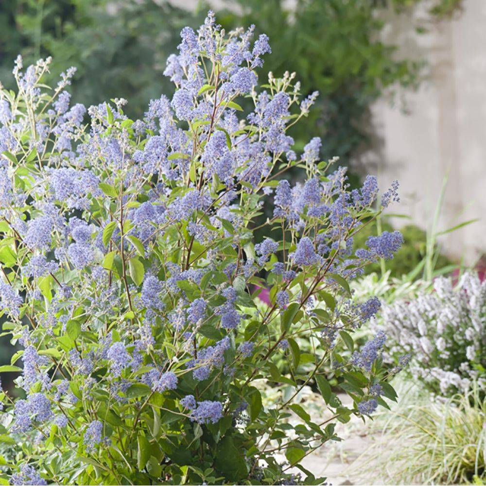 Céanothe 'Gloire de Versailles' - Image 2