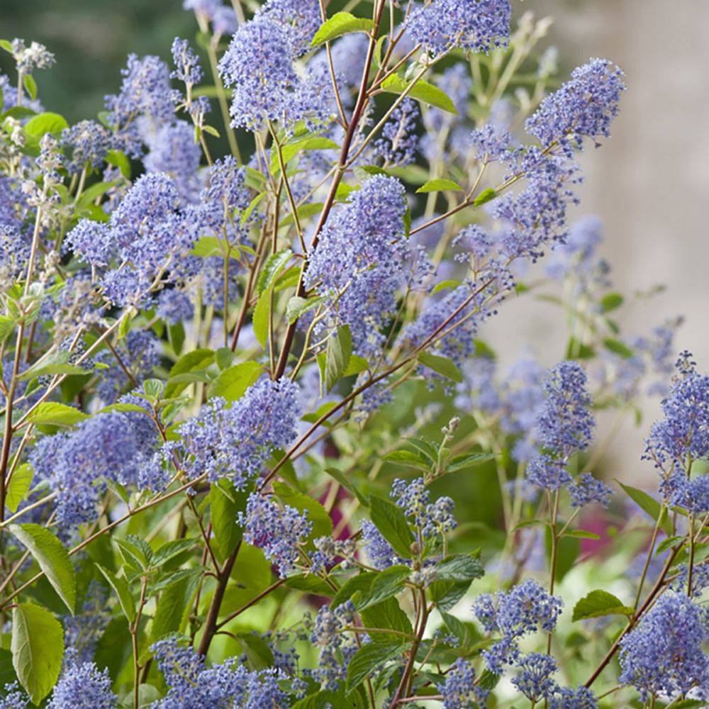 Céanothe 'Gloire de Versailles' - Image 1