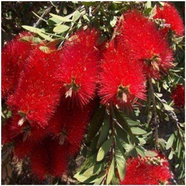 Rince-bouteille masotti 'Mini Red'