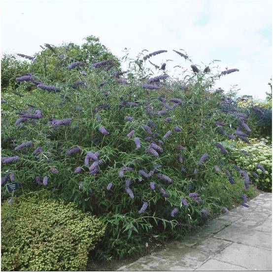 Arbre aux papillons 'Nanho Blue' - Image 3