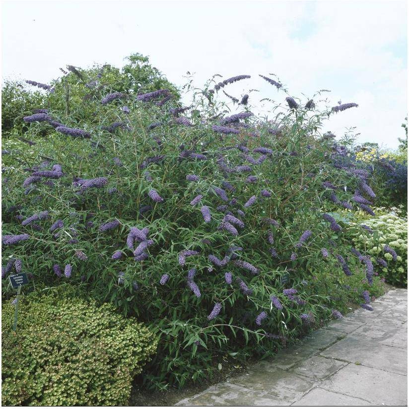 Arbre aux papillons 'Nanho Blue' - Image 3