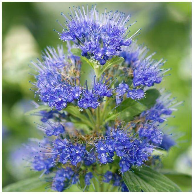 Caryopteris 'Grand bleu' - Image 2