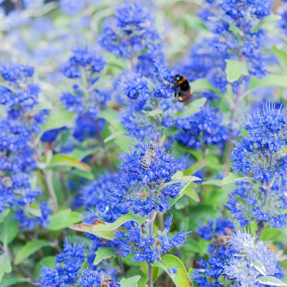 Caryopteris 'Grand bleu' - Image 3