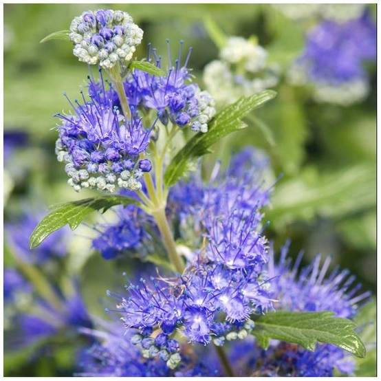 Caryopteris 'Grand bleu' - Image 1