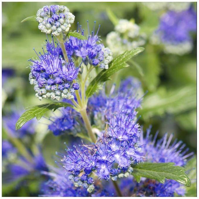 Caryopteris 'Grand bleu' - Image 1