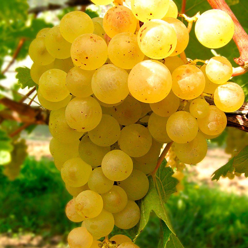 Vigne Madeleine Royale zpd3
