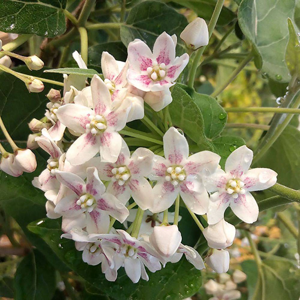 Wattakaka sinensis