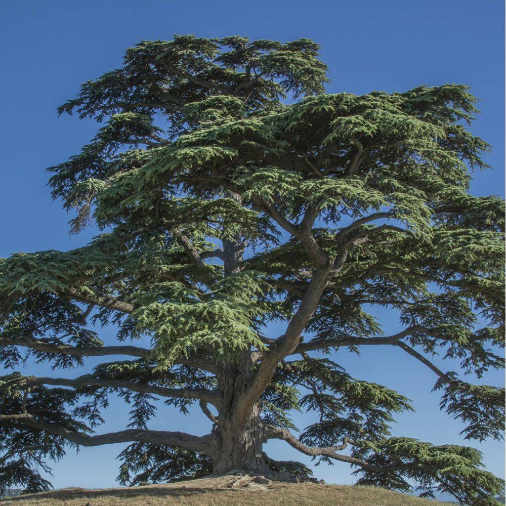 Cèdre du Liban