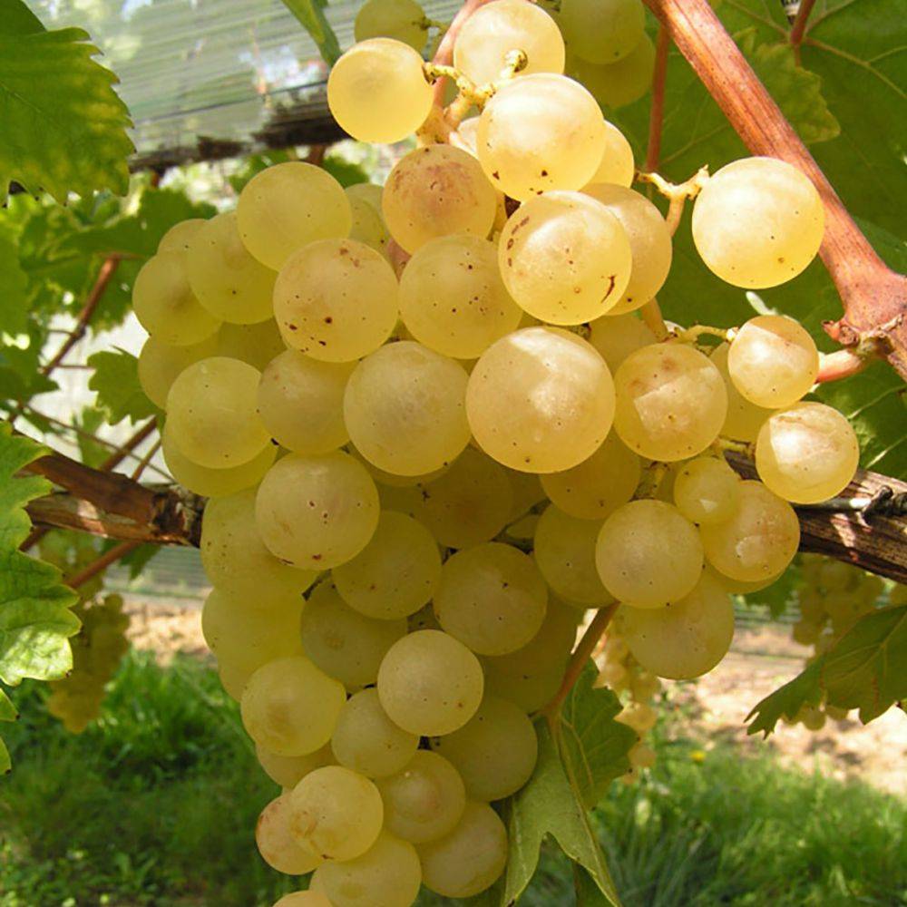 Vigne 'Ampelia® Candin'