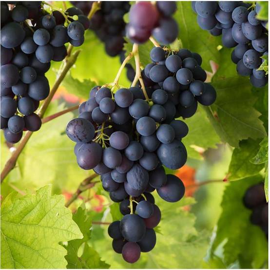 Vigne 'Muscat de Hambourg' - Image 2