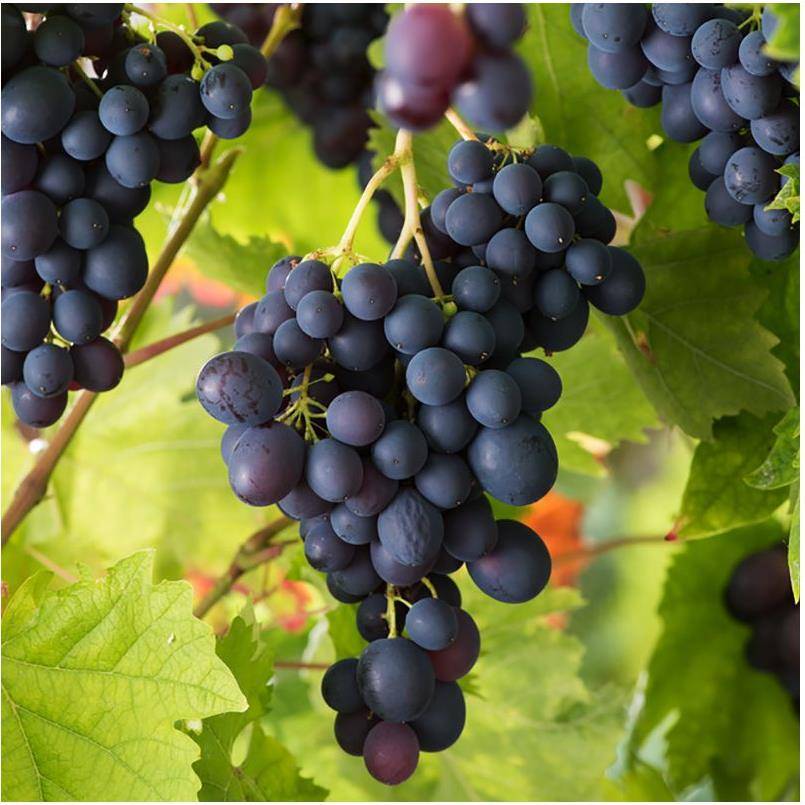 Vigne 'Muscat de Hambourg' - Image 2