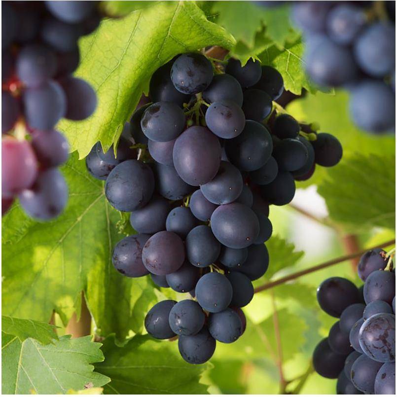 Vigne 'Muscat de Hambourg' - Image 4