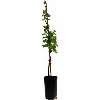 Vigne 'Muscat de Hambourg'