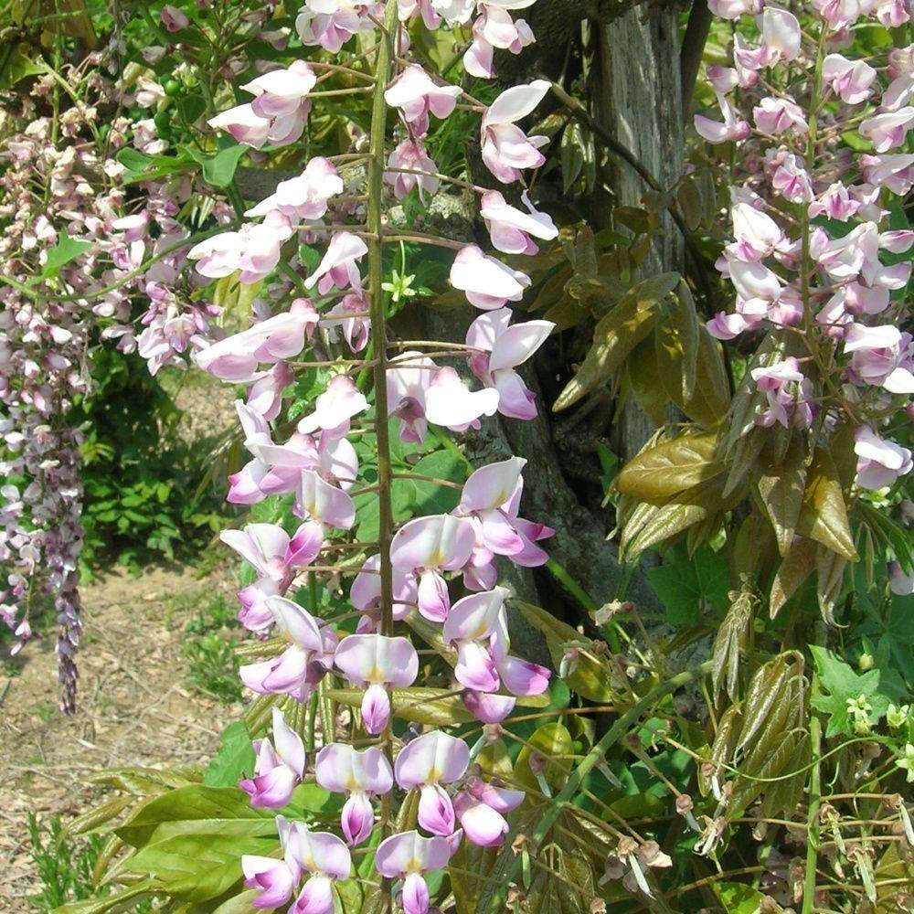 Glycine du Japon 'Lipstick'