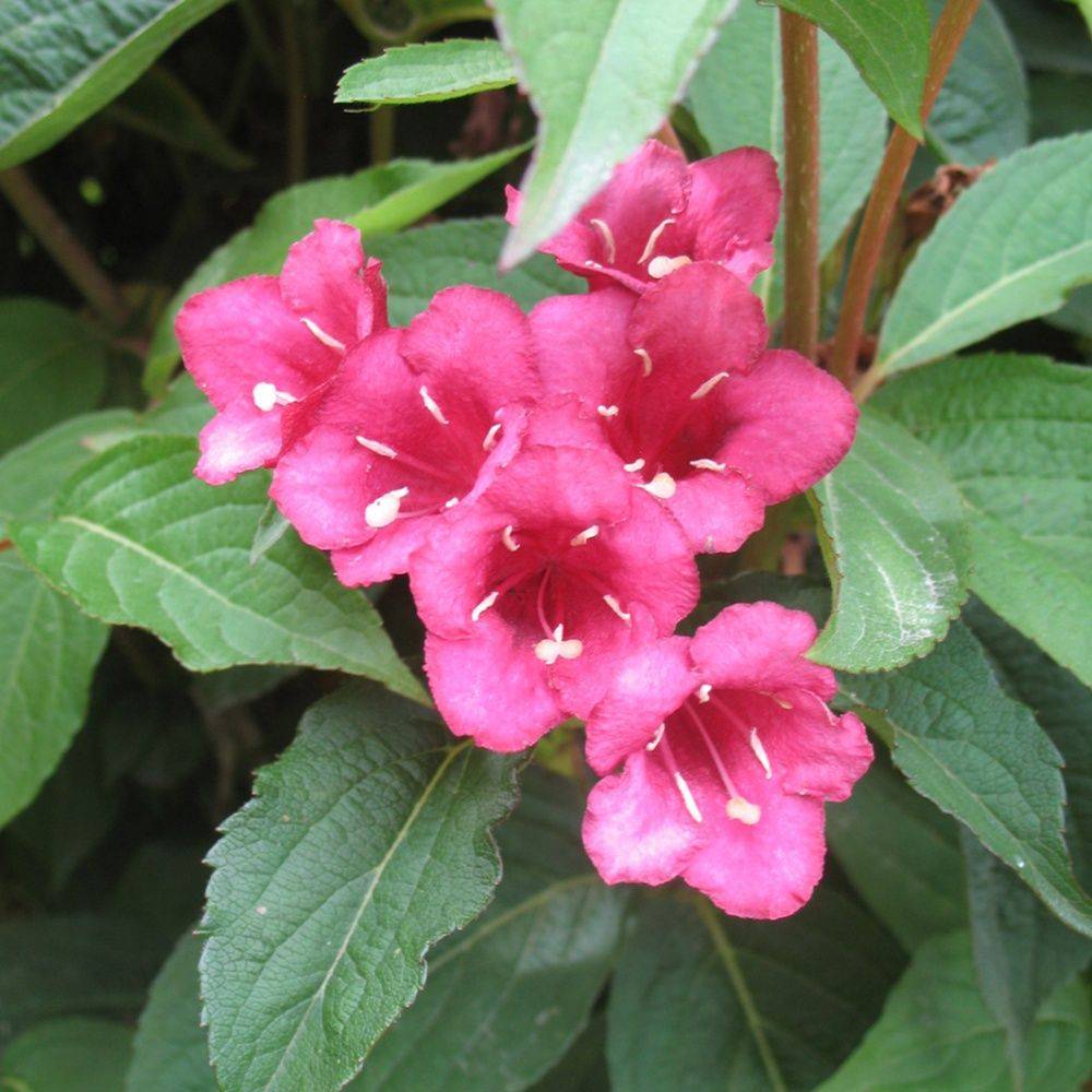 Weigelia 'Bristol ruby'