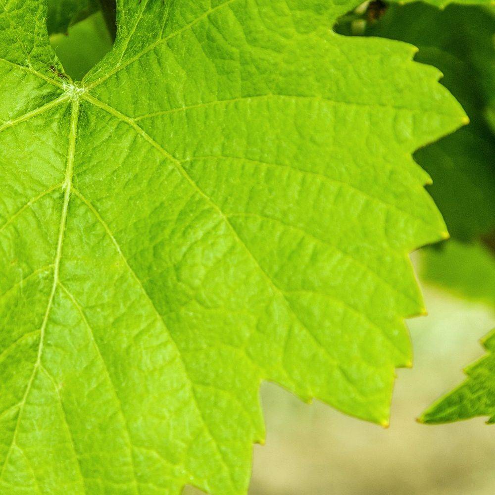 Vigne Exalta sans pépins - Image 1