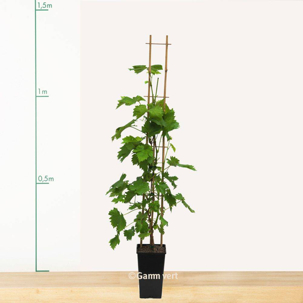 Vigne Exalta sans pépins - Image 8