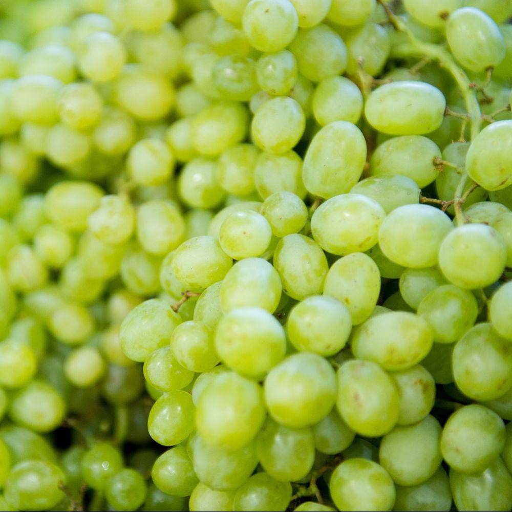 Vigne Exalta sans pépins - Image 7