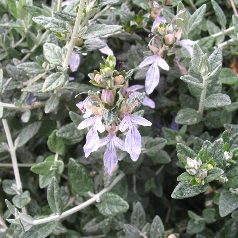 Teucrium fruticans