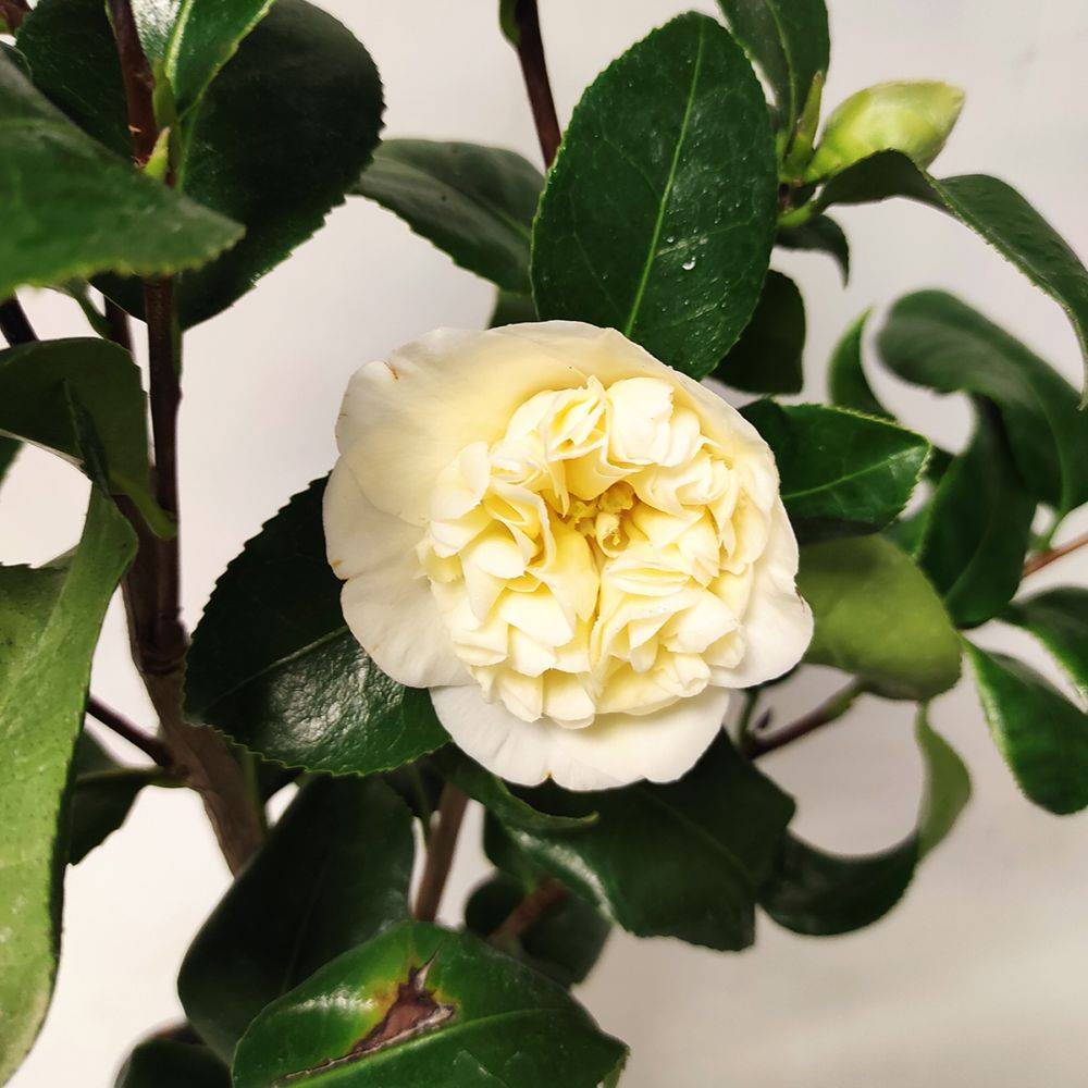 Camélia Jury's Yellow - Image 1