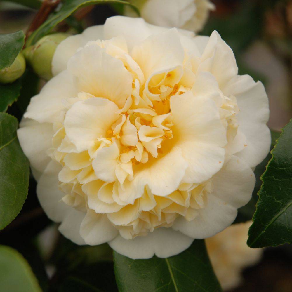 Camélia Jury's Yellow - Image 2