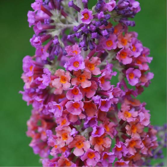 Arbre aux papillons Flower Power - Buddleia