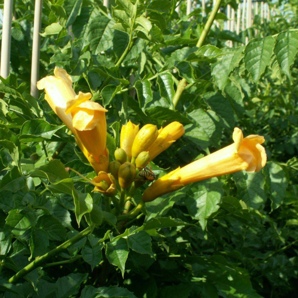 Bignone 'Yellow trumpet' - Image 1