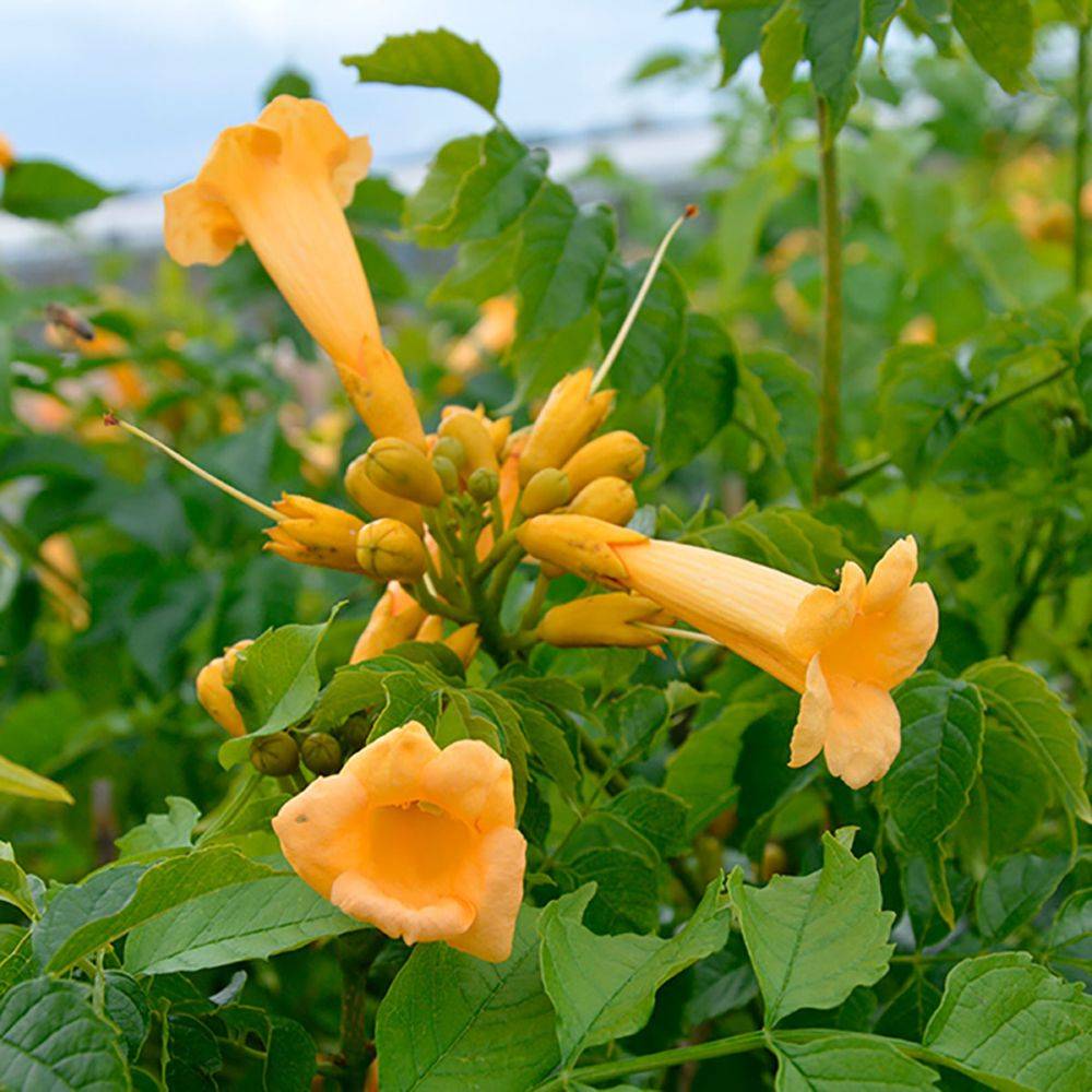 Bignone 'Yellow trumpet' - Image 3
