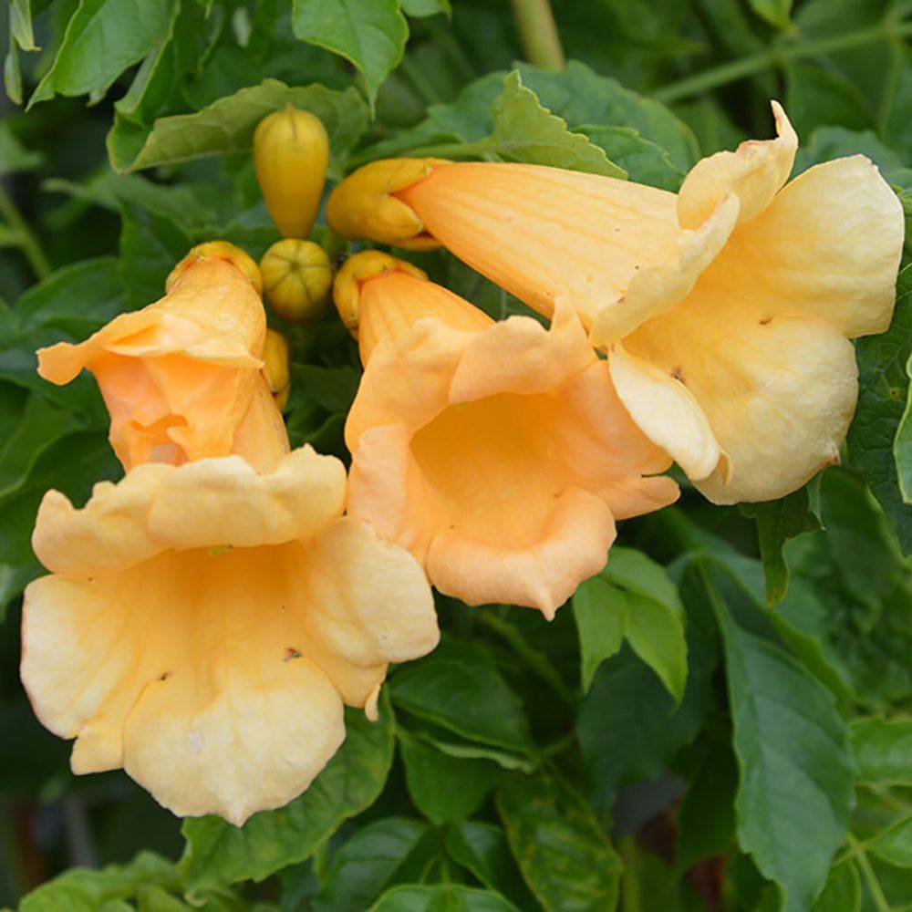 Bignone 'Yellow trumpet' - Image 2