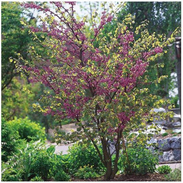 Arbre de judée - Image 2