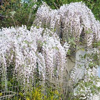 Glycine du Japon 'Rosea' - Glycine rose