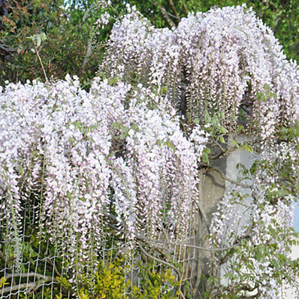 Glycine du Japon 'Rosea' - Glycine rose