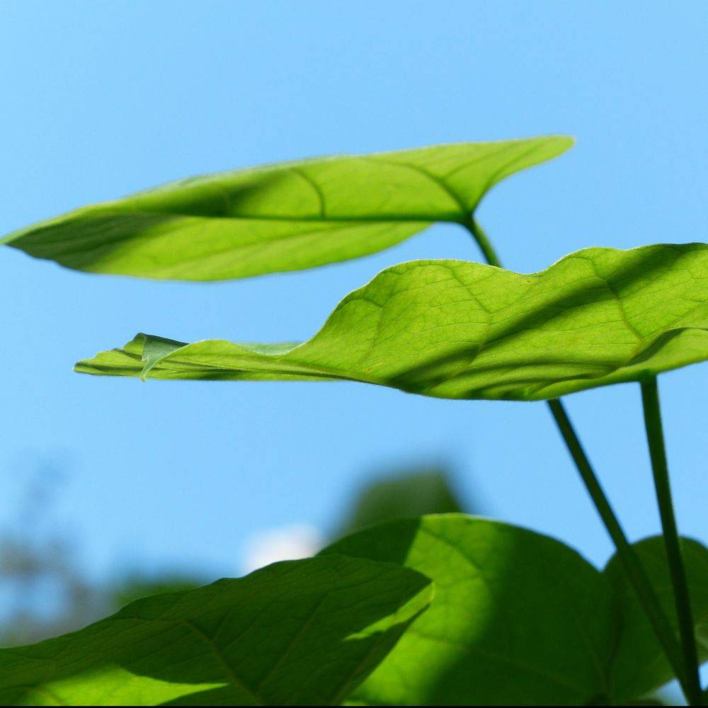 Catalpa commun - Image 9