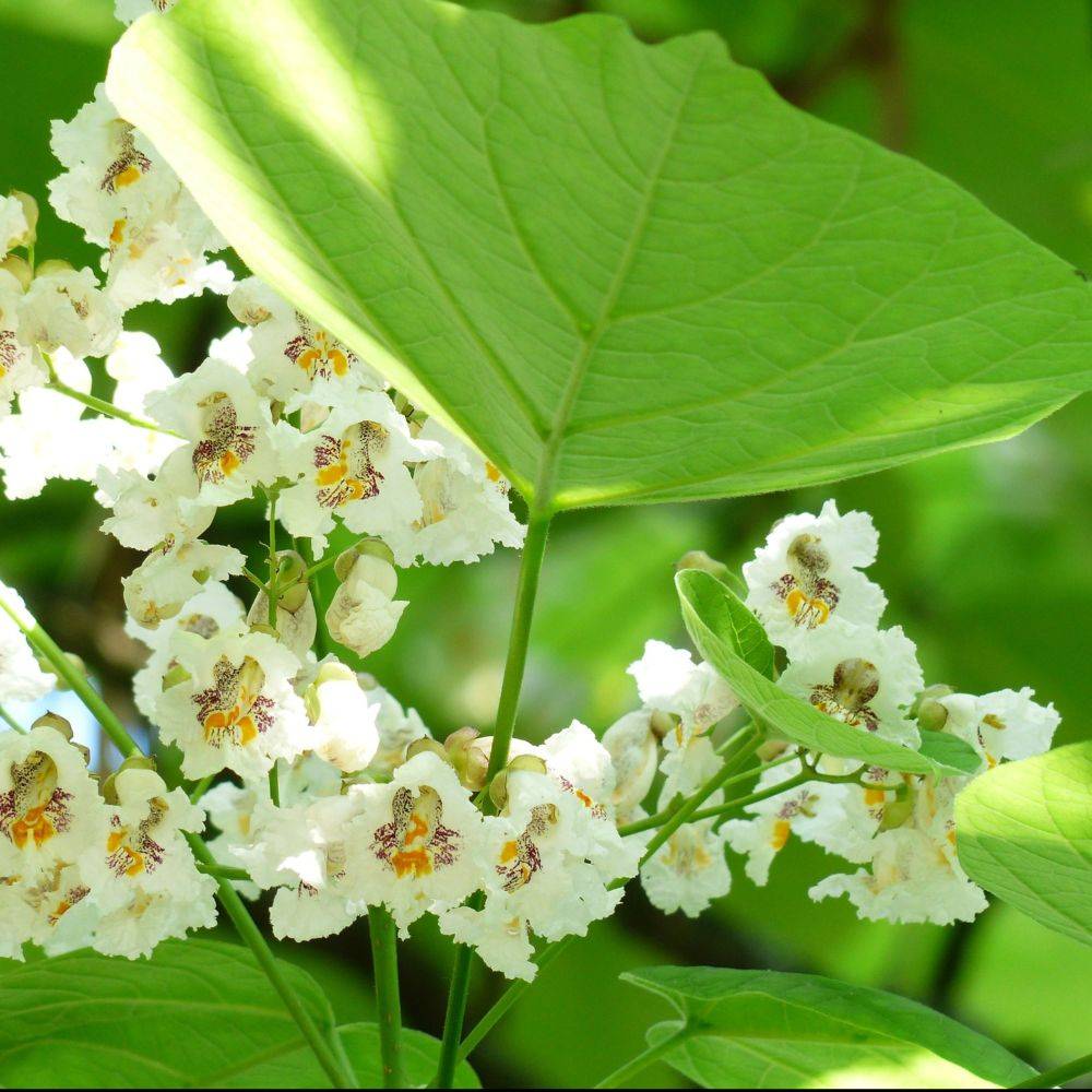 Catalpa commun - Image 2