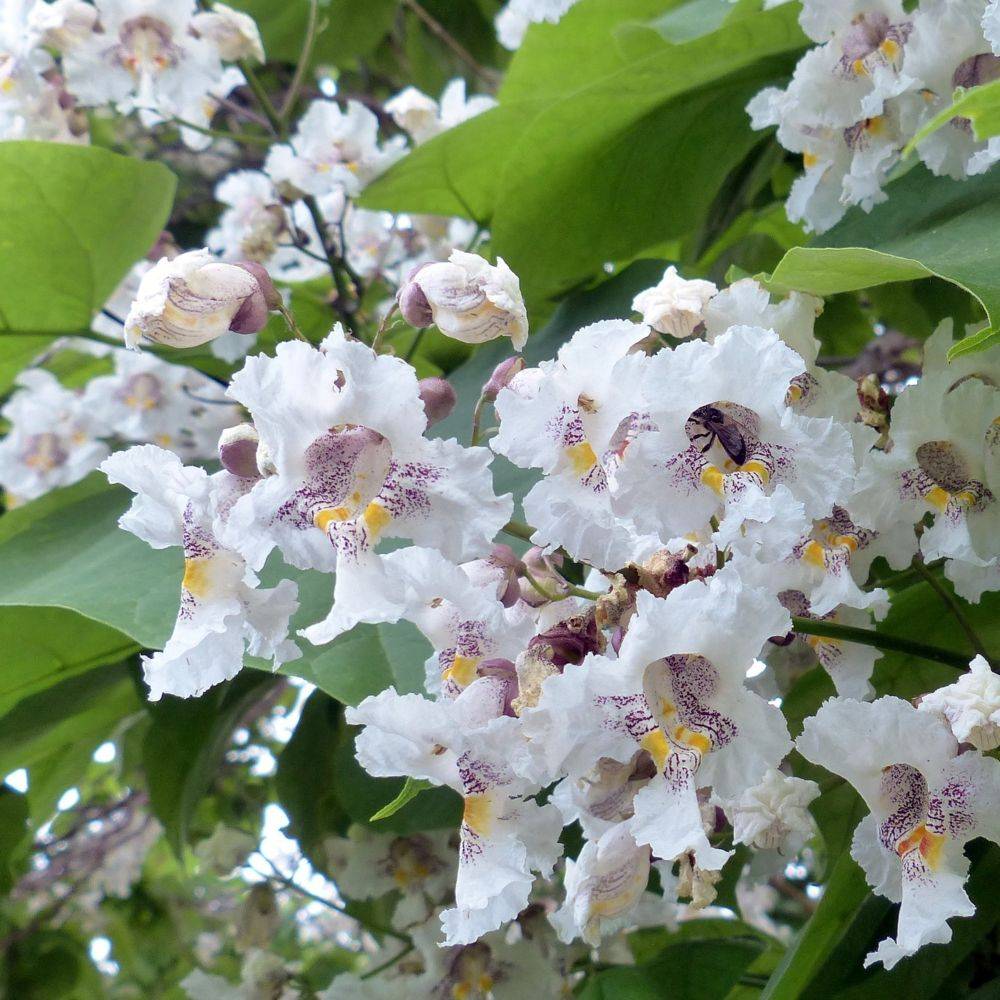Catalpa commun - Image 10