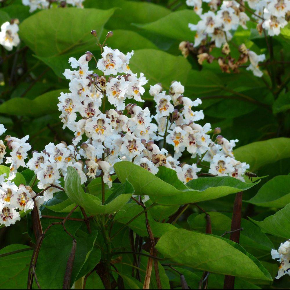 Catalpa commun - Image 8