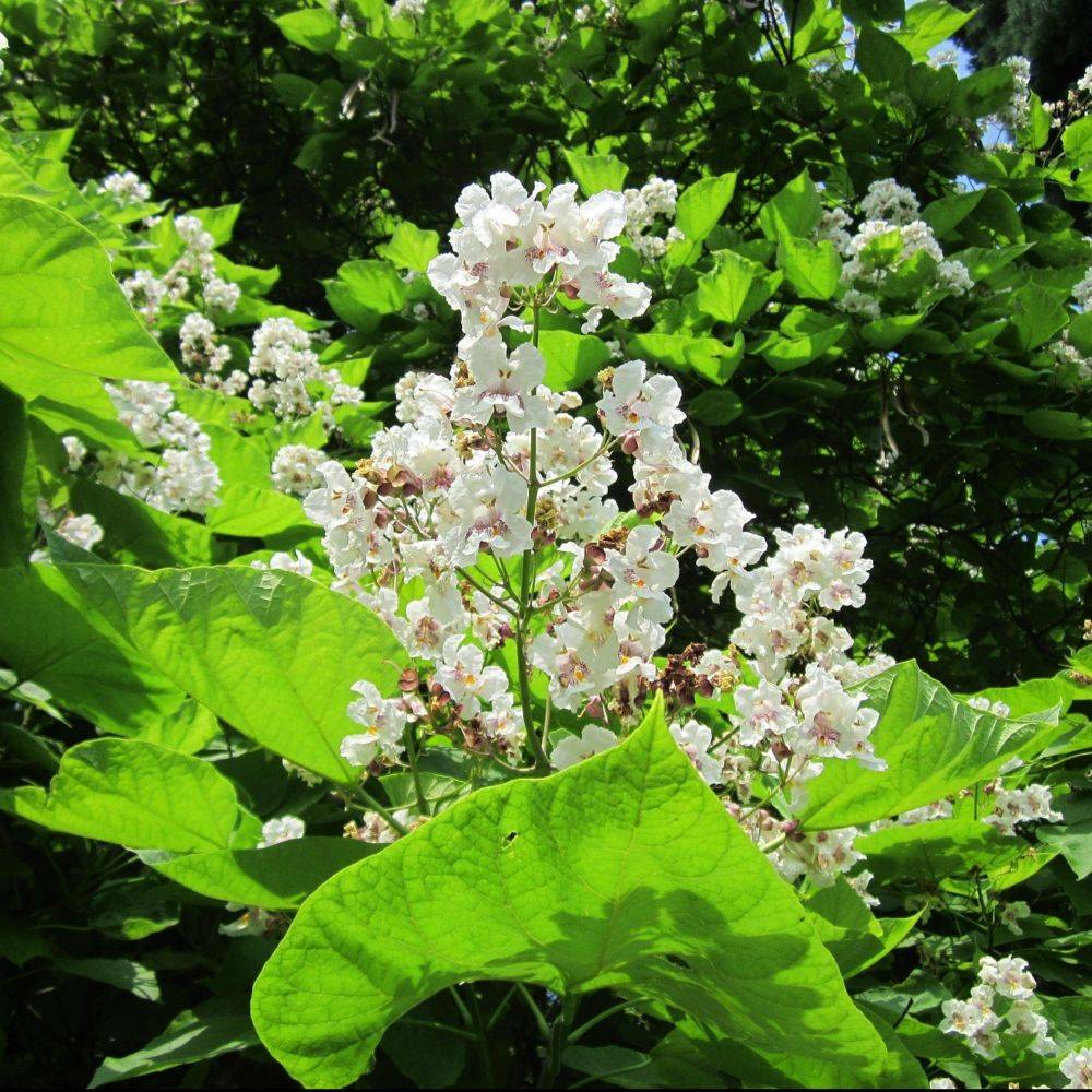 Catalpa commun - Image 6
