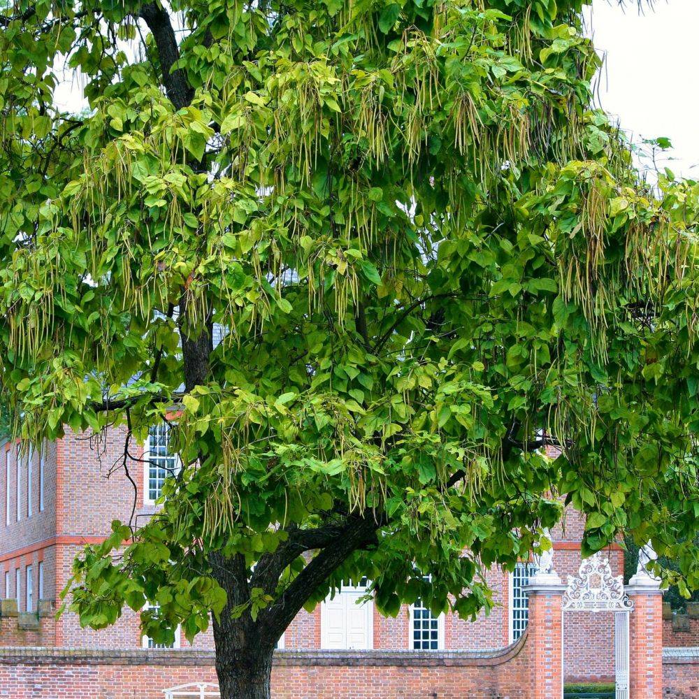 Catalpa commun - Image 4