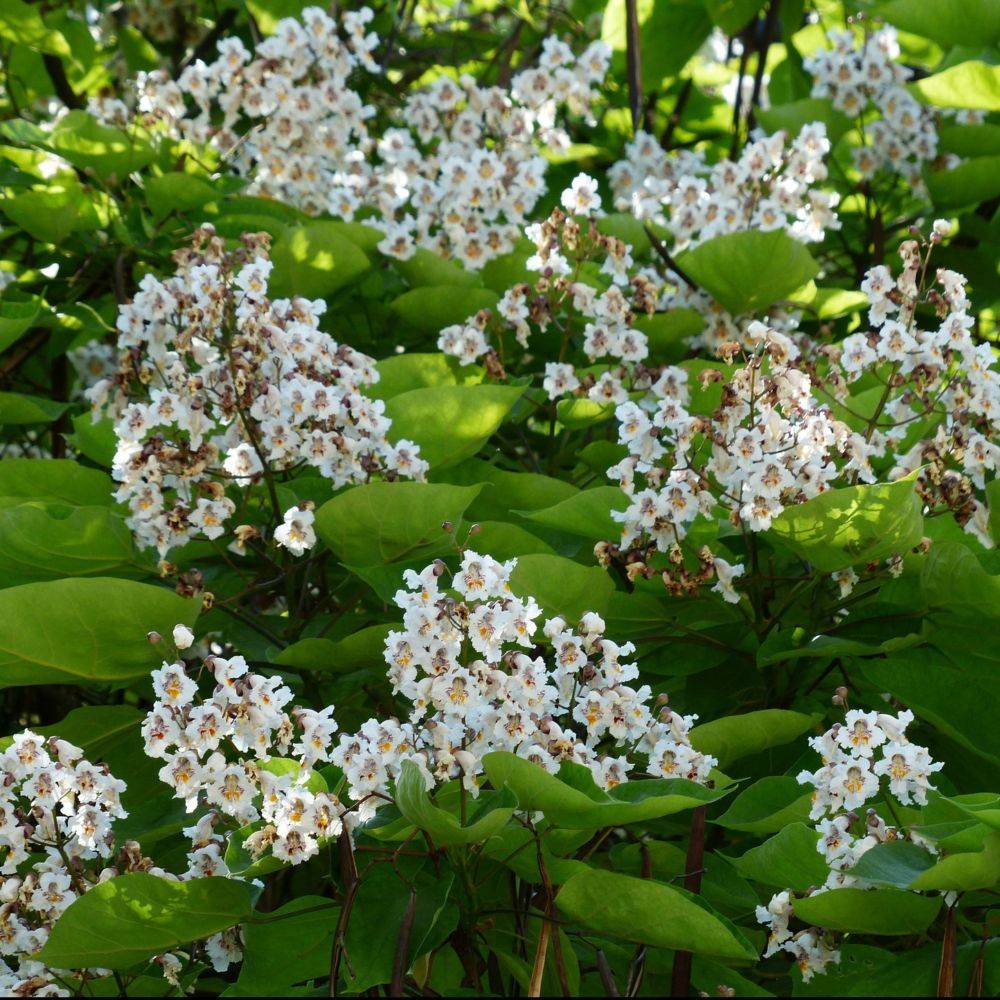 Catalpa commun - Image 5
