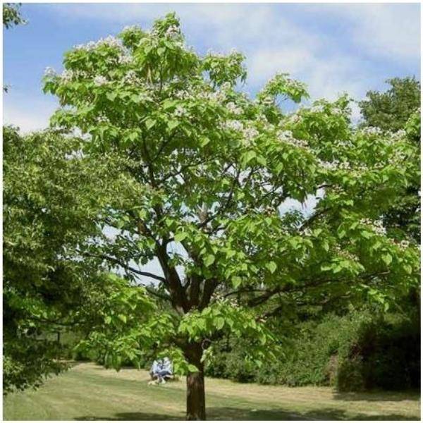 Catalpa commun - Image 1