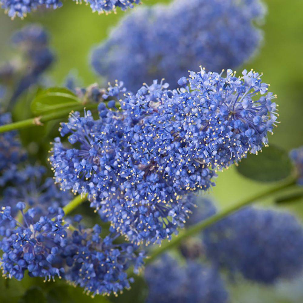 Céanothe thyrsiflorus Repens - Image 1