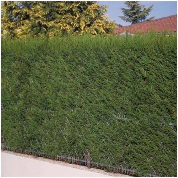 THUJA plicata 'Atrovirens' hauteur de 150 à 175 cm en pot de 25 litres