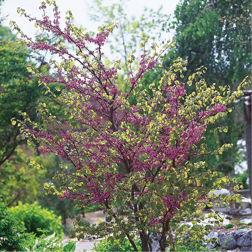 Arbre de judée - Image 4