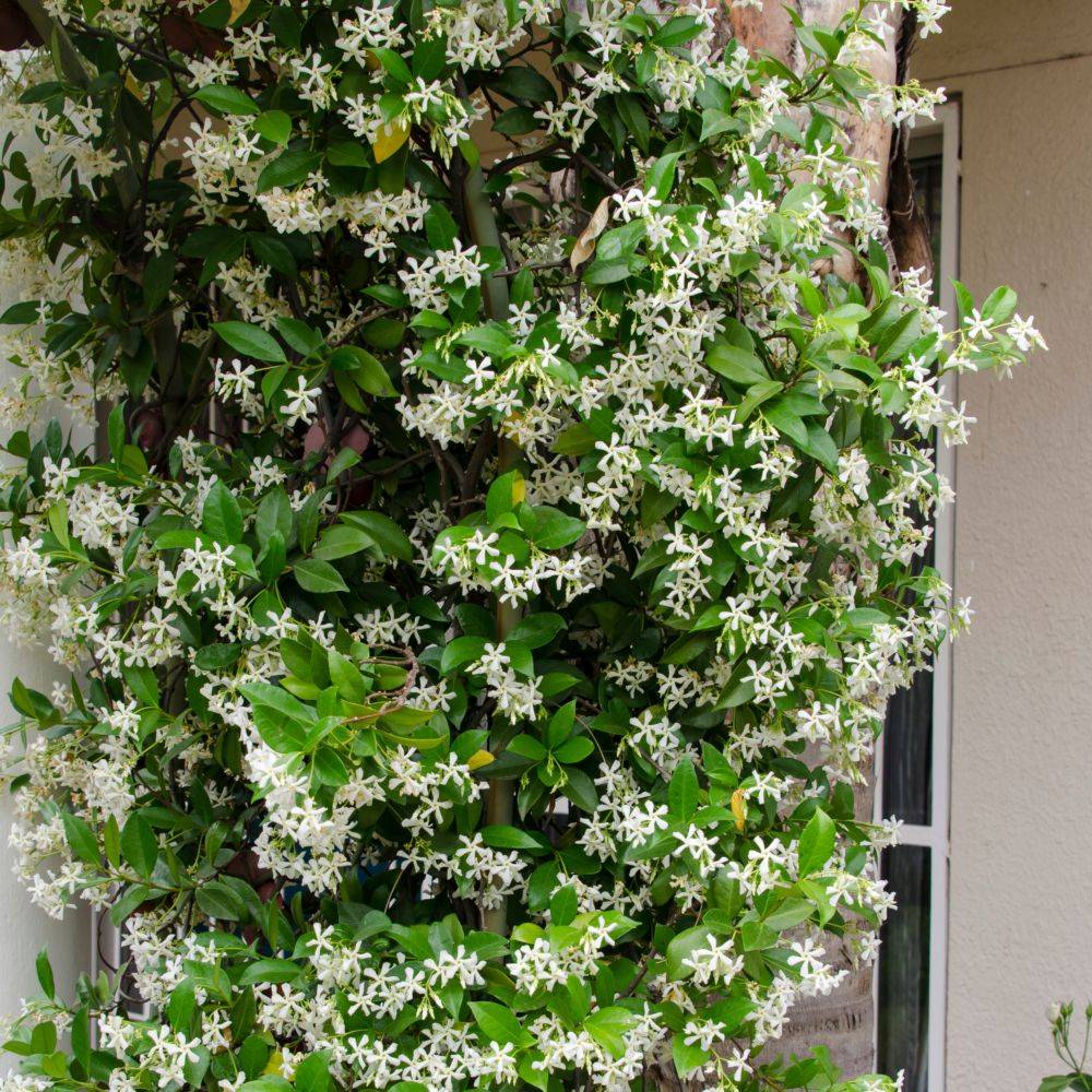 Trachelospermum jasminoides - Jasmin étoilé - Image 1