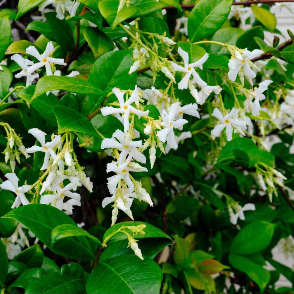 Trachelospermum jasminoides - Jasmin étoilé - Image 3